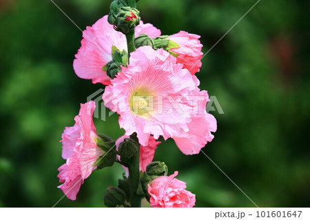 花 フラワー お花 101601647