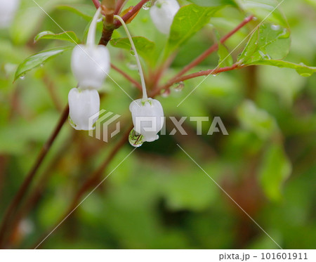 初春に咲くドウダンツツジの白い花と雨の雫 101601911