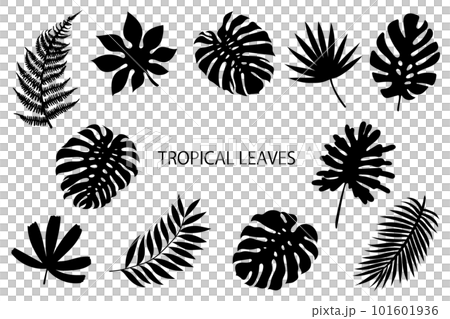熱帶植物剪影 熱帶植物剪影 101601936