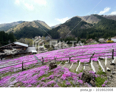 岐阜県・芝桜のある風景 岐阜県・芝桜のある風景 101602008