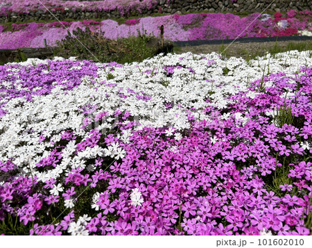 岐阜県・芝桜のある風景 岐阜県・芝桜のある風景 101602010