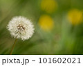 ふんわりとしたタンポポの綿毛 101602021