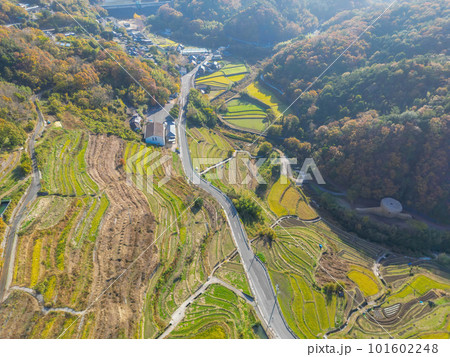 中山千枚田 101602248
