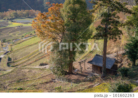 中山千枚田 101602263