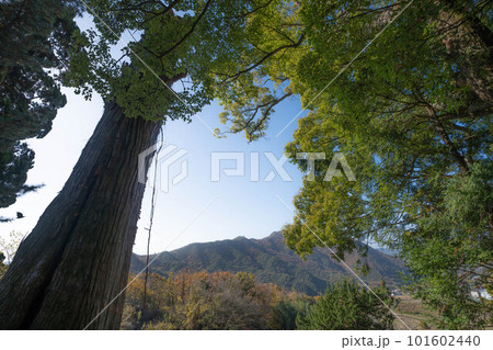 蓮華寺 蓮華寺 101602440
