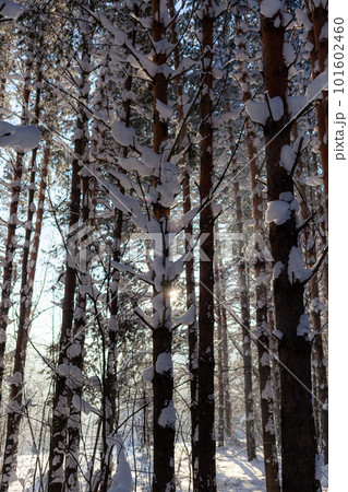 Tree branches covered with snow. Winter road in a snowy forest, tall trees along the road. There is a lot of snow on the trees. Beautiful bright winter landscape. Winter season concept.  101602460