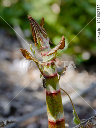 春の訪れを告げる山菜 タデ科イタドリ 春の訪れを告げる山菜 タデ科イタドリ 101602532