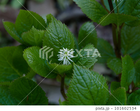 雨に咲く花 センリョウ科ヒトリシズカ 雨に咲く花 センリョウ科ヒトリシズカ 101602534