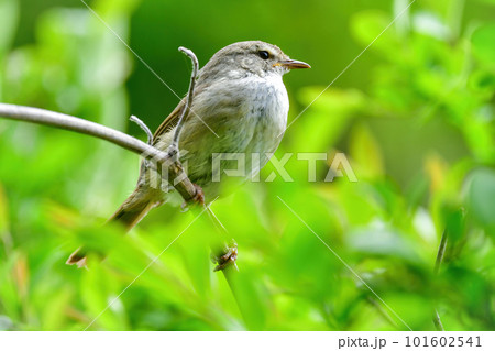 初夏に美しいさえずりで鳴く身近なかわいい小鳥ウグイス 初夏に美しいさえずりで鳴く身近なかわいい小鳥ウグイス 101602541