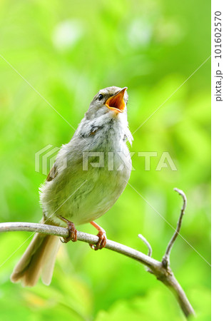 初夏に美しいさえずりで鳴く身近なかわいい小鳥ウグイス 初夏に美しいさえずりで鳴く身近なかわいい小鳥ウグイス 101602570
