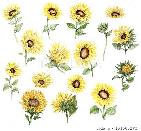 Sunflower, watercolor flower set. Hand drawn illustration isolated on white. Summer yellow garden. Designf for baby shower party, birthday, cake, holiday celebration design, greetings card,invitation. Sunflower, watercolor flower set. Hand drawn illustration isolated on white. Summer yellow garden. Designf for baby shower party, birthday, cake, holiday celebration design, greetings card,invitation. 101603273