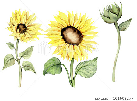 Sunflower, watercolor flower set. Hand drawn illustration isolated on white. Summer yellow garden. Designf for baby shower party, birthday, cake, holiday celebration design, greetings card,invitation. Sunflower, watercolor flower set. Hand drawn illustration isolated on white. Summer yellow garden. Designf for baby shower party, birthday, cake, holiday celebration design, greetings card,invitation. 101603277