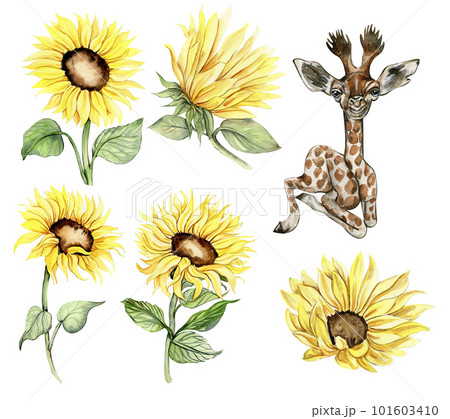 Watercolor giraffe and sunflowers illustration set. Cartoon tropical animal, exotic summer jungle design. Hand drawn designf for baby shower party, birthday,cake, greetings card, invitation. 101603410