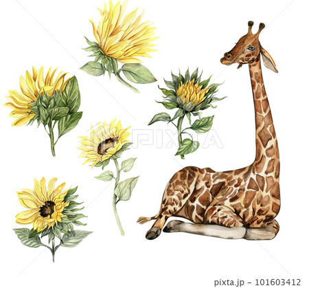 Watercolor giraffe and sunflowers illustration set. Cartoon tropical animal, exotic summer jungle design. Hand drawn designf for baby shower party, birthday,cake, greetings card, invitation. Watercolor giraffe and sunflowers illustration set. Cartoon tropical animal, exotic summer jungle design. Hand drawn designf for baby shower party, birthday,cake, greetings card, invitation. 101603412
