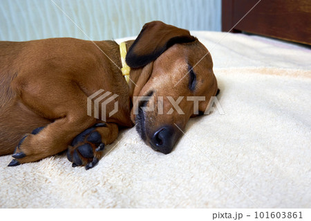 Sleeping dog on the bed close-up. Sleeping red...の写真素材 [101603861] - PIXTA