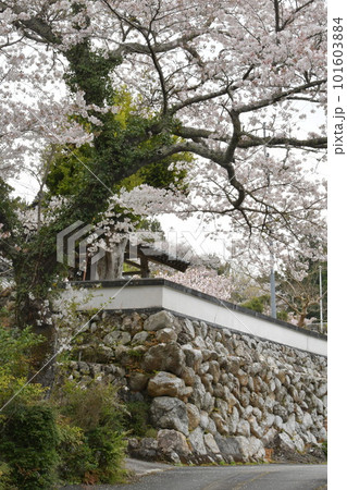 横輪桜と石垣 横輪桜と石垣 101603884