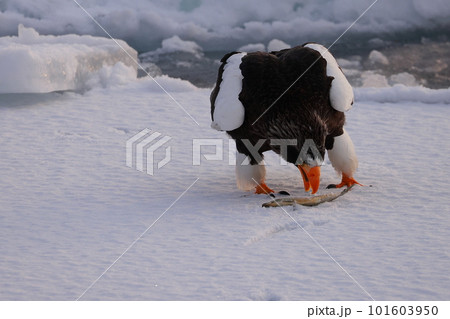 流氷に着地するオオワシ 101603950