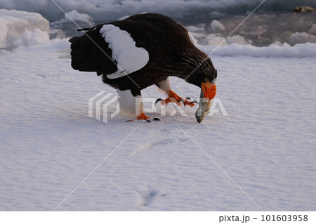 流氷に着地するオオワシ 流氷に着地するオオワシ 101603958