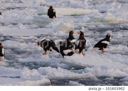 流氷に着地するオオワシ 流氷に着地するオオワシ 101603962