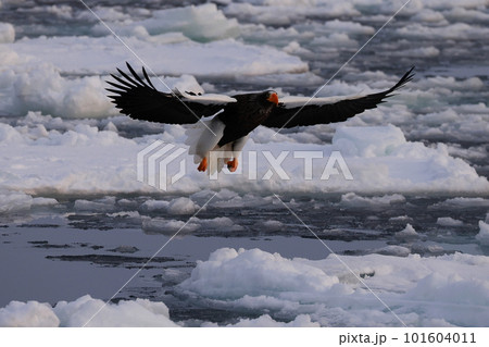 流氷に着地するオオワシ 101604011