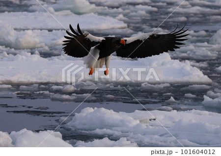 流氷に着地するオオワシ 流氷に着地するオオワシ 101604012