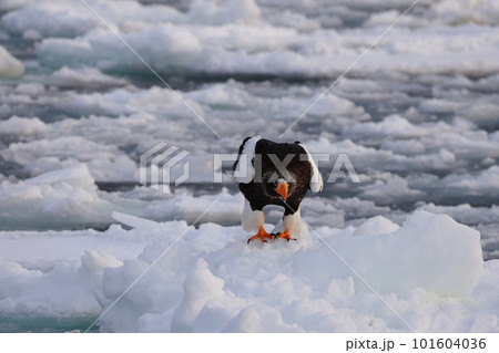 流氷に着地するオオワシ 流氷に着地するオオワシ 101604036