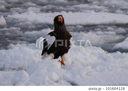 流氷に生息するオオワシ 101604128
