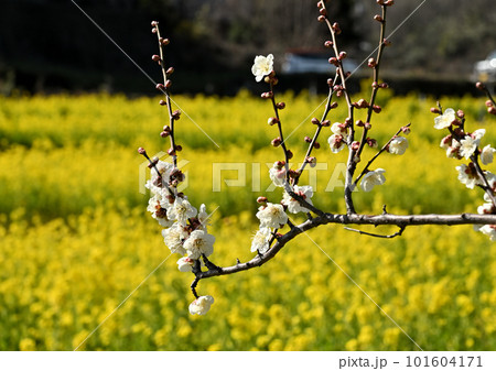 梅の花と菜の花畑 梅の花と菜の花畑 101604171