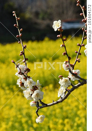 梅の花と菜の花畑 101604172