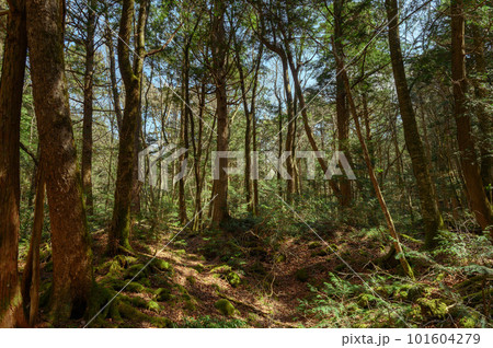 富士山麓の広大な森林・青木ヶ原樹海の木々(遭難イメージ) 富士山麓の広大な森林・青木ヶ原樹海の木々(遭難イメージ) 101604279