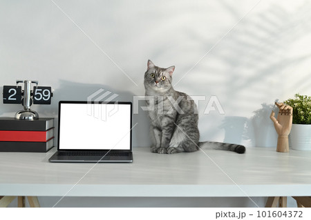 Adorable tabby cat sitting on white table near laptop, headphone and potted plant. Blank screen for advertising text message 101604372