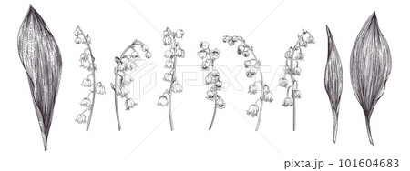 Lilies of the valley. Spring set with flowers and leaves. Vintage. Engraving style. Black. 101604683