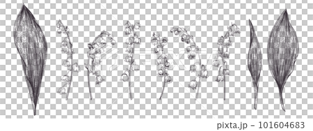 Lilies of the valley. Spring set with flowers and leaves. Vintage. Engraving style. Black. 101604683