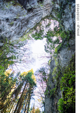 宇山洞の洞口(ドリーネ底)から見る空 宇山洞の洞口(ドリーネ底)から見る空 101604916