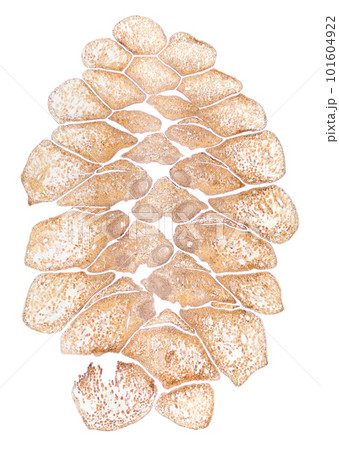 Pine cone, female, longitudinal section, 8X light micrograph. Cut through a female strobilus of Pinus, seen through the light microscope. Seven photos combined into one image. Isolated, over white. Pine cone, female, longitudinal section, 8X light micrograph. Cut through a female strobilus of Pinus, seen through the light microscope. Seven photos combined into one image. Isolated, over white. 101604922