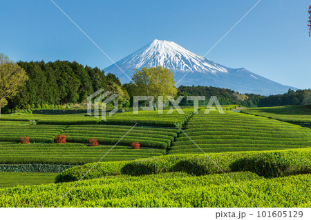 新緑の大渕笹場茶畑から雪化粧の富士山 101605129