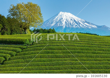 新緑の大渕笹場茶畑から雪化粧の富士山 101605130
