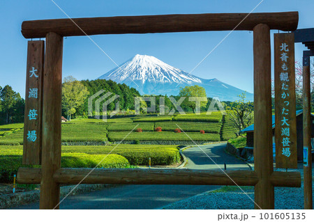 新緑の大渕笹場茶畑から雪化粧の富士山 101605135