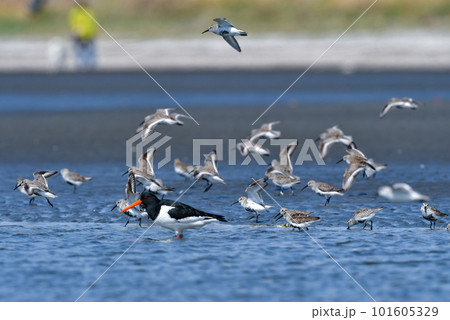 冬から春に干潟や海辺で見られる渡り鳥ハマシギ 101605329