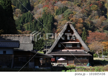 紅葉した郷越中五箇山菅沼集落 紅葉した郷越中五箇山菅沼集落 101605436