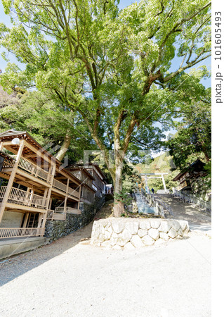 多度大社 上げ坂 多度祭御殿 御神木 多度大社 上げ坂 多度祭御殿 御神木 101605493