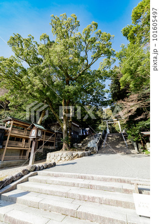 多度大社 上げ坂 多度祭御殿 御神木 多度大社 上げ坂 多度祭御殿 御神木 101605497