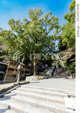 多度大社 上げ坂 多度祭御殿 御神木 多度大社 上げ坂 多度祭御殿 御神木 101605498