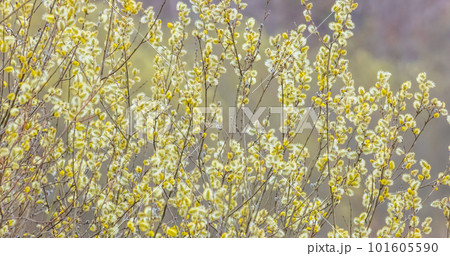 Salix caprea, known as goat willow, pussy willow or great sallow Salix caprea, known as goat willow, pussy willow or great sallow 101605590