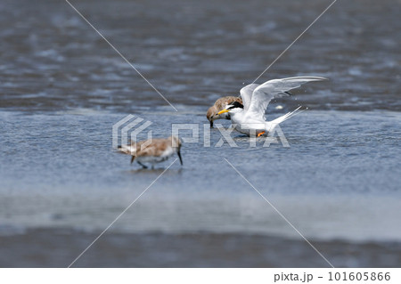 春から初夏に海辺や干潟で見られる白いエレガントな水鳥コアジサシ 101605866