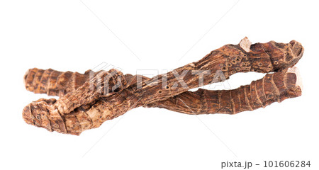 Calamus root isolated on white background. Sweet flag, sway or muskrat root, vasambu. Dry root of Acorus calamus. Calamus root isolated on white background. Sweet flag, sway or muskrat root, vasambu. Dry root of Acorus calamus. 101606284