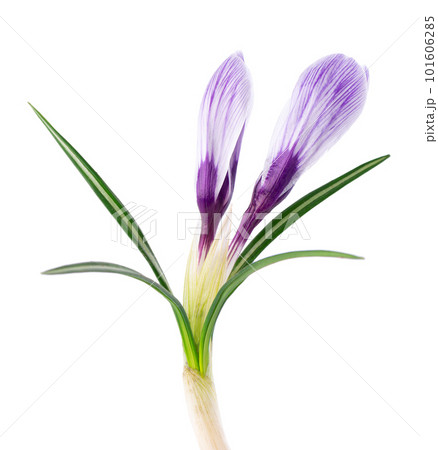Crocus flower isolated on white background. Close up of saffron flower. Crocus flower isolated on white background. Close up of saffron flower. 101606285