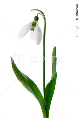 Snowdrop flowers isolated on white background. Beautiful spring flowers. 101606286