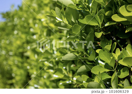 生垣街路樹のマサキ 101606329