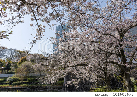 ピンク色の桜の隙間から見えるあべのハルカス(2023年4月1日撮影) ピンク色の桜の隙間から見えるあべのハルカス(2023年4月1日撮影) 101606676